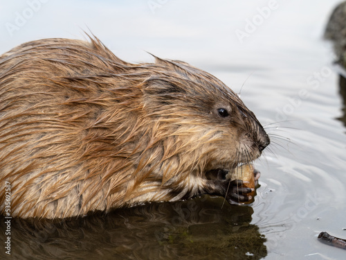 Wild animal Muskrat, Ondatra zibethicuseats, eats on the river bank © Dmitrii Potashkin