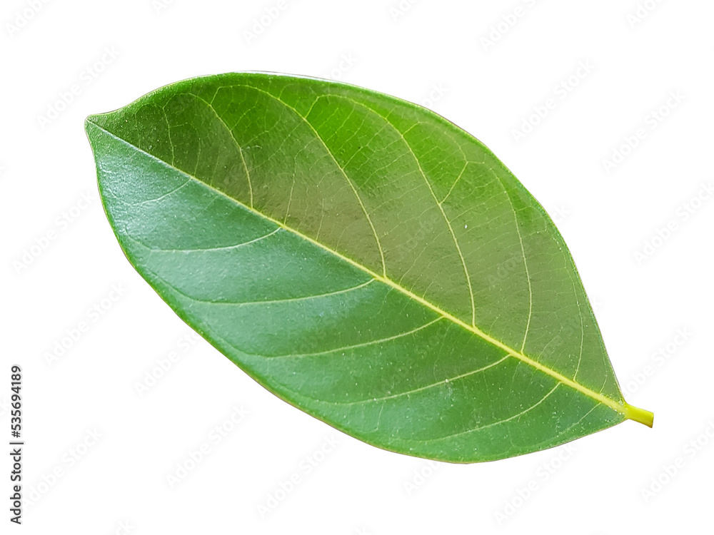 Obraz premium Green Leaves on a white background.