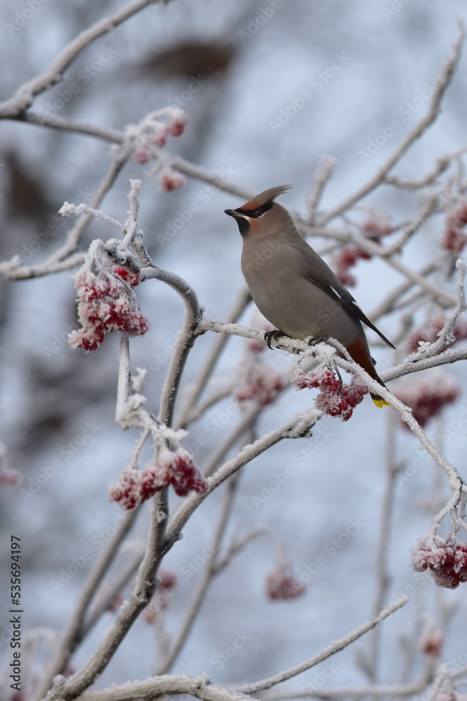 A Bohemian Waxwing (Bombycilla garrulus) feasts on frosty berries from a mountain ash tree on an Alaska winter morning. A Bohemian Waxwing (Bombycilla garrulus) feasts on frosty berries from a mountain ash tree on an Alaska winter morning.
