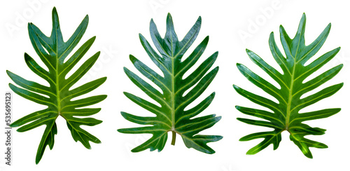 three green leaves on white background.