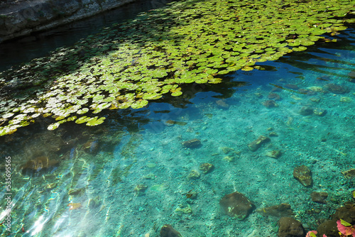 Dzibilchaltun, Mexico, :Cenote Xlacah situated in Dzibilchaltun zona archeologica area in Mexico