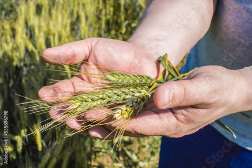 Rye, wheat in farmers hands. Field for flour production with spikelets
