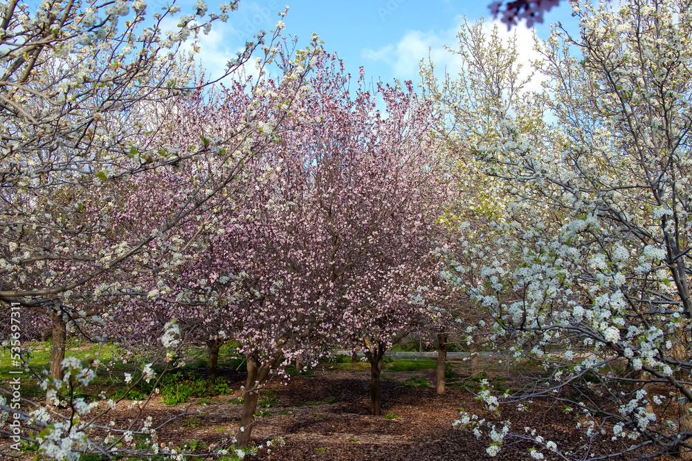 Blooming pink and white cherry trees with flowers, sakura garden, city park Blooming pink and white cherry trees with flowers, sakura garden, city park