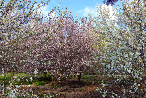 Blooming pink and white cherry trees with flowers, sakura garden, city park
