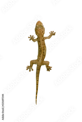 House lizard is isolated with brown polka dots , PNG file