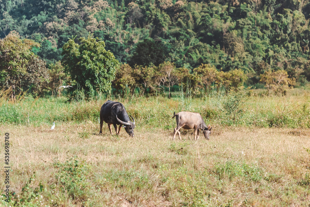 Thai buffalo eat grass in a wide field ,Horned buffalo, In nature at northern thailand.