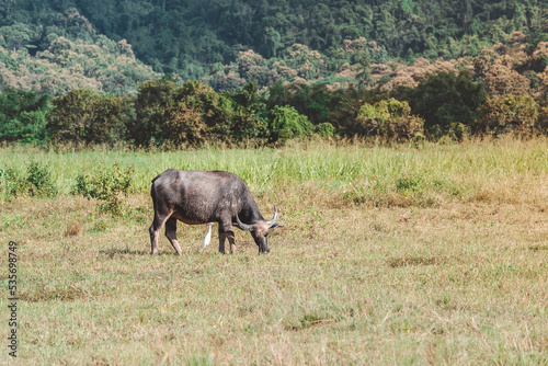 Thai buffalo eat grass in a wide field  Horned buffalo  In nature at northern thailand.