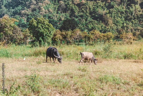 Fototapeta Naklejka Na Ścianę i Meble -  Thai buffalo eat grass in a wide field ,Horned buffalo, In nature at northern thailand.