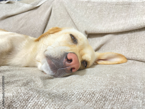 犬の寝顔