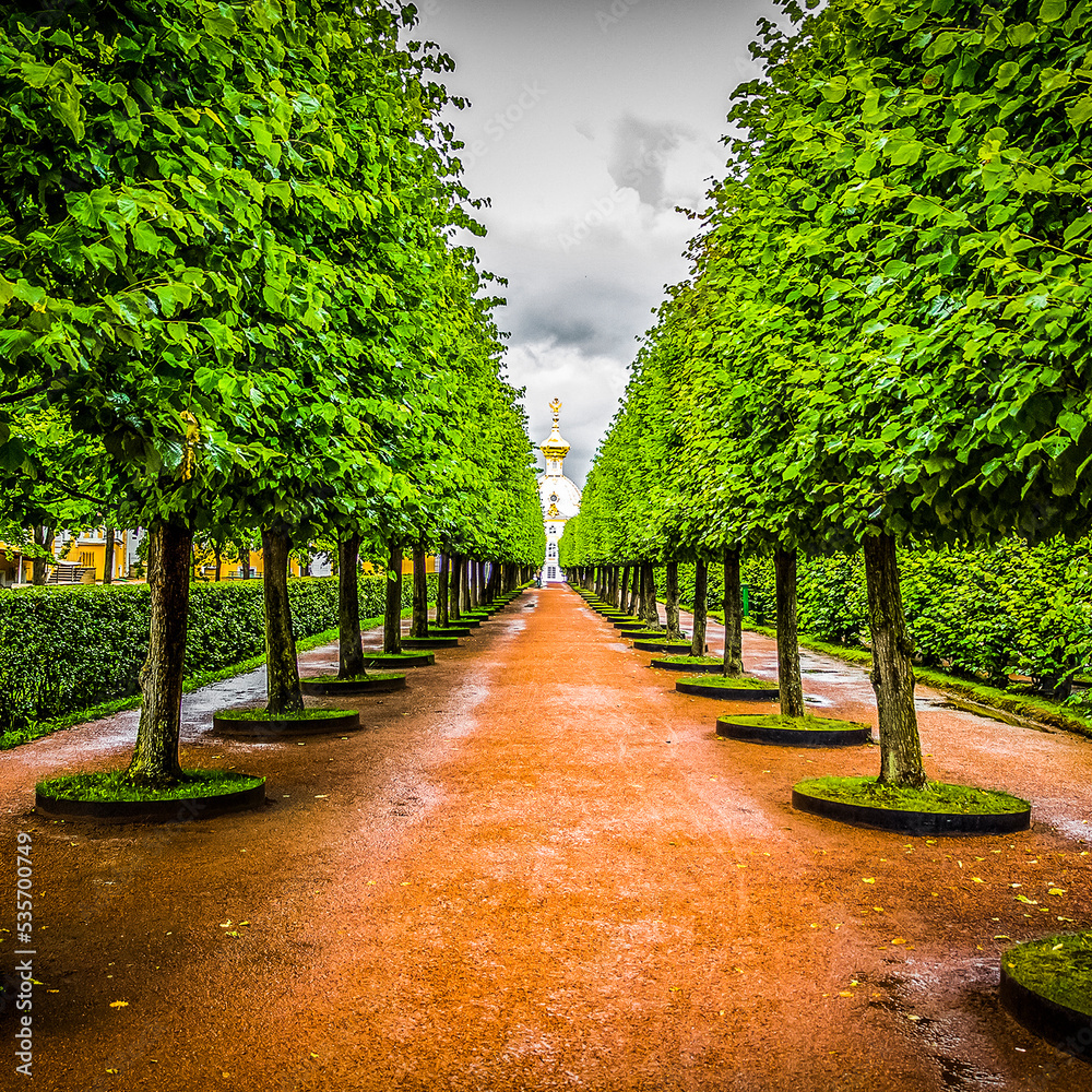 A long avenue of green trees in the city park.