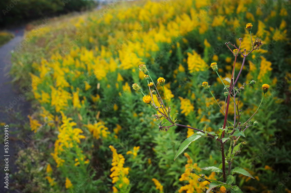 Obraz premium 黄色い花に囲まれたコセンダングサ
