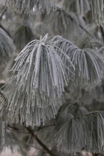 Close-up of hoarfrost crystals on branches and needles of a pine tree
