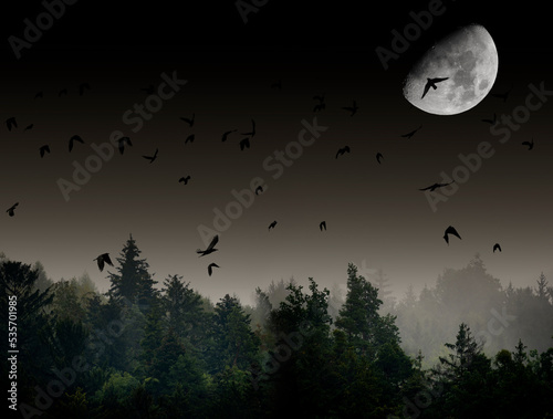 Photography silhouette of forest against dark sky - foggy dark forest the moon and birds