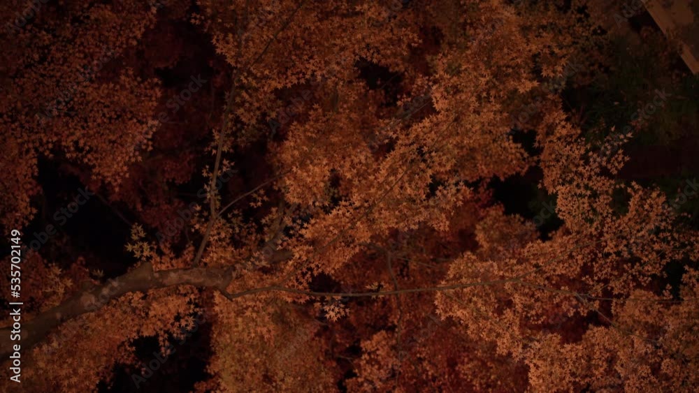 山梨 紅葉【日本の秋 夜のもみじ回廊】 山梨 紅葉【日本の秋 夜のもみじ回廊】