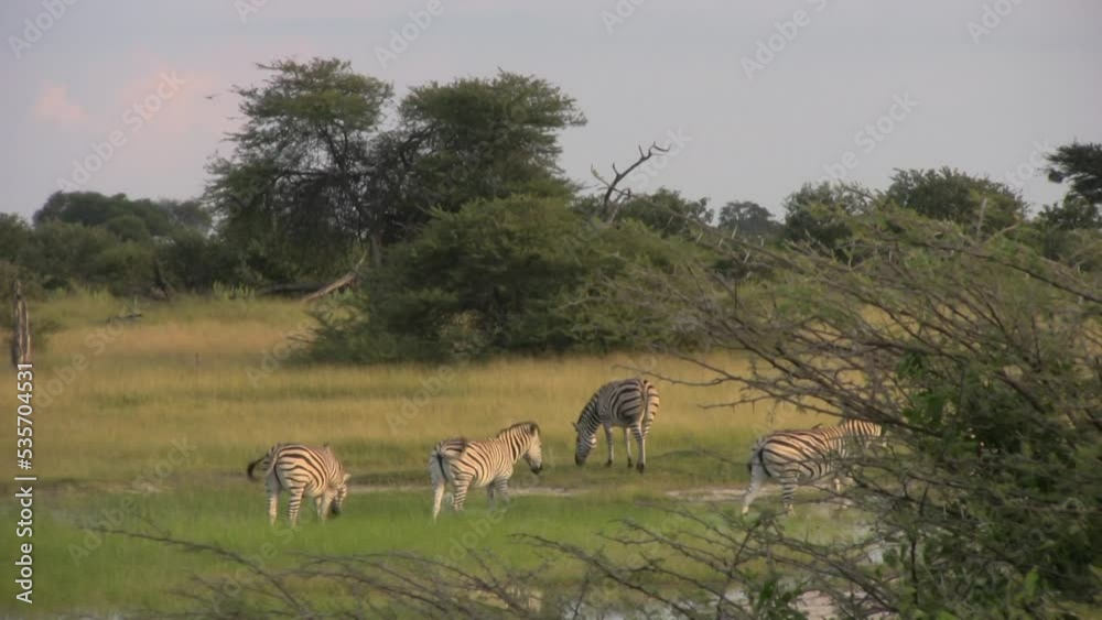 Herd of zebras walking in bushy grassland Herd of zebras walking in bushy grassland