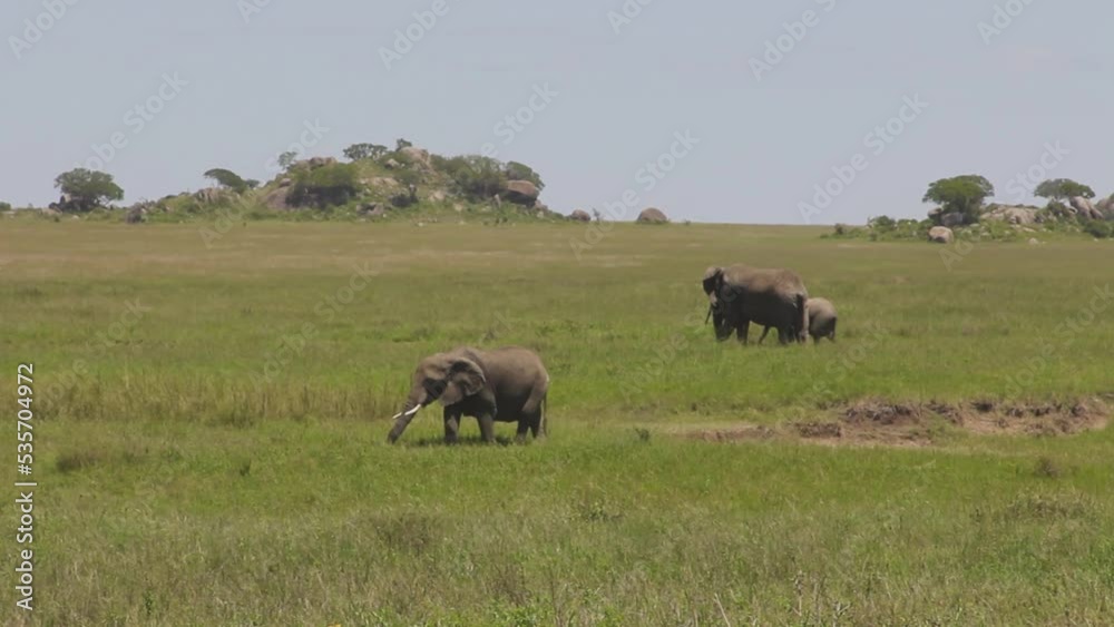 Elephants grazing in grassy savanna Elephants grazing in grassy savanna