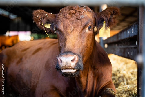 Close up view of cow lying down in cowshed at the farm. photo