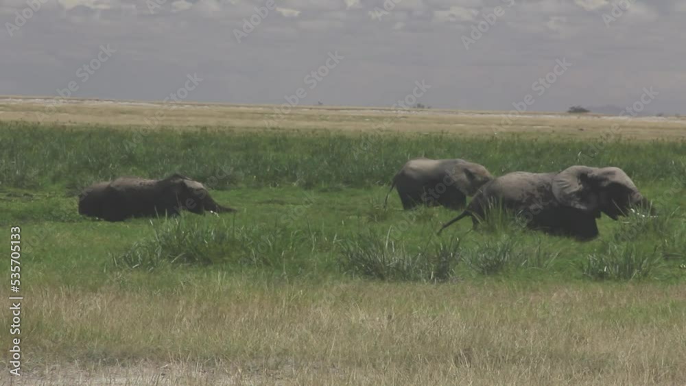 Elephants grazing in moorland Elephants grazing in moorland