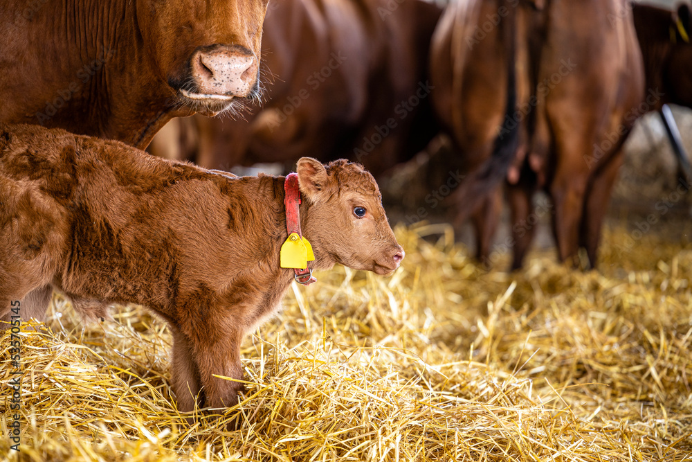 Calf standing among cows in cowshed at the farm. Calf standing among cows in cowshed at the farm.