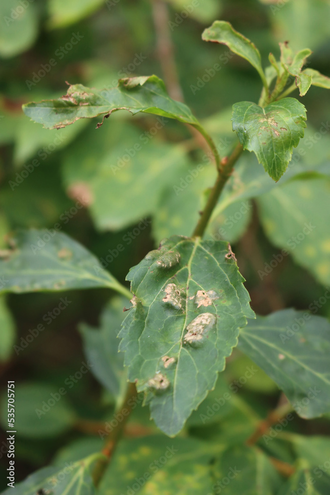 Close-up of Forsythia bush with green leaves with gray spots and galls in the garden on early autumn Close-up of Forsythia bush with green leaves with gray spots and galls in the garden on early autumn