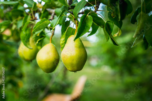 Ripe green pears growing in the garden. Selective focus.
