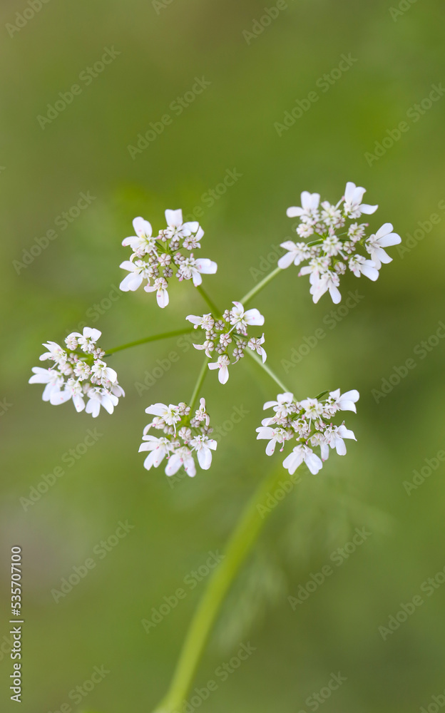 Blooming white flowers on green background of blurry leaves. Blooming white flowers on green background of blurry leaves.