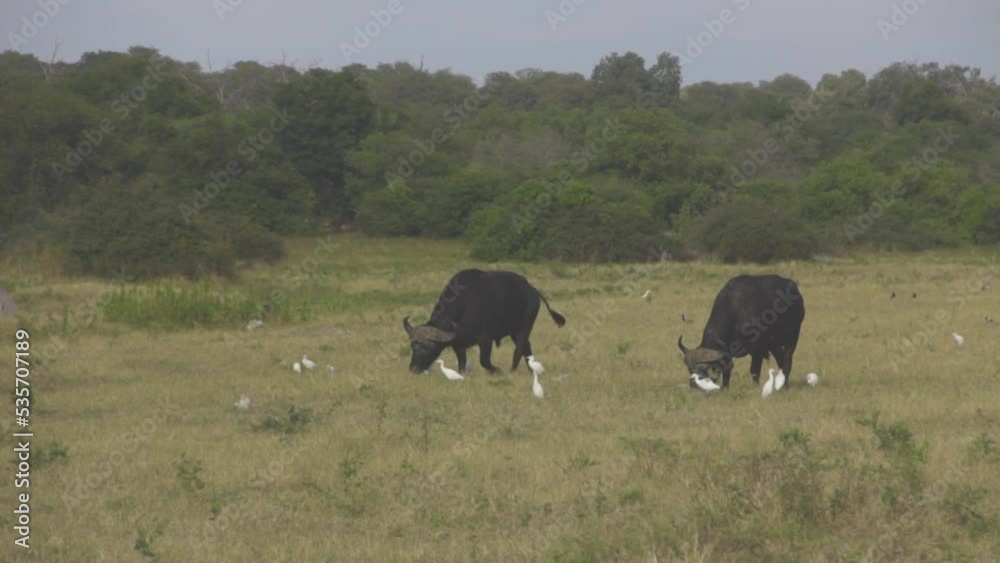 Buffalos grazing among cattle egrets Buffalos grazing among cattle egrets