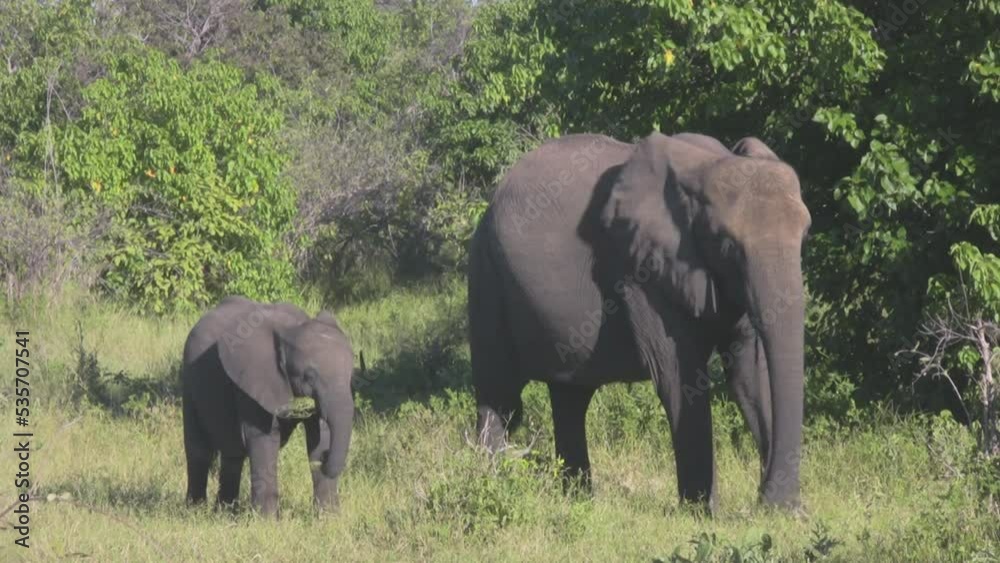 Baby elephant grazing with mother Baby elephant grazing with mother