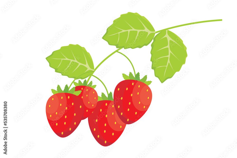Strawberry fruit. Strawberry fruit vector. Illustration of red fruits from tropical plants Strawberry fruit. Strawberry fruit vector. Illustration of red fruits from tropical plants