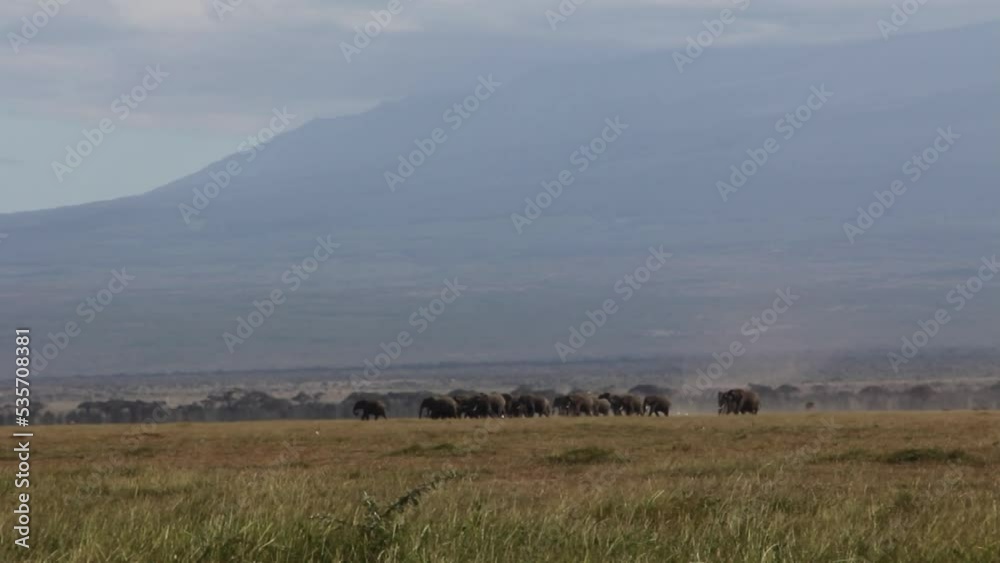 Herd of elephants running in front of Mt. Kilimanjaro Herd of elephants running in front of Mt. Kilimanjaro