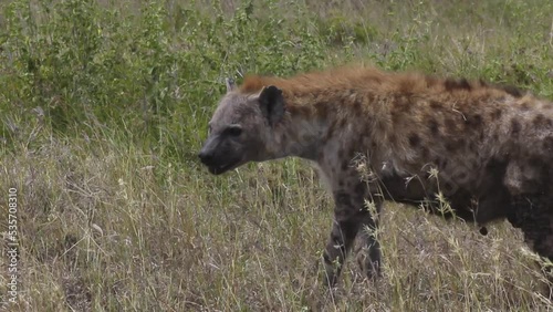 Spotted hyena eating photo