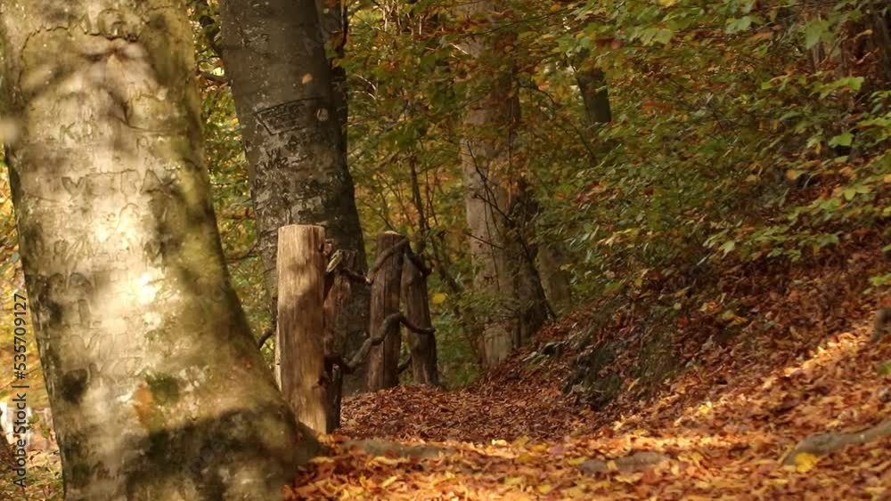 Leaves are falling in the park next to the old fence for passers-by and the path is covered with autumn leaves, the wind is move the branches Leaves are falling in the park next to the old fence for passers-by and the path is covered with autumn leaves, the wind is move the branches