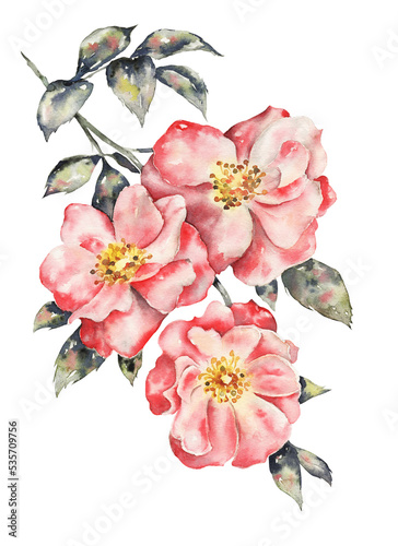 Pink wild roses, rose hips in vintage style. Watercolor illustration. Design of pink flowers for postcards, posters, fabrics, invitation, wedding © Lilia