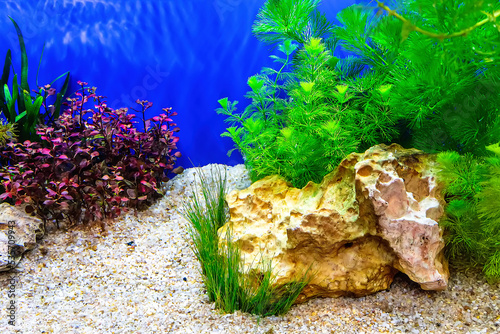 Underwater landscape nature forest style aquarium tank with a variety of aquatic plants, stones and herb decorations.