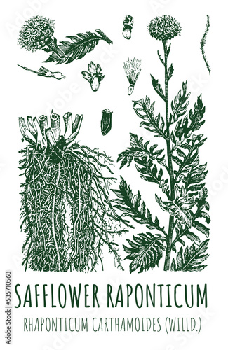 Drawings of SAFFLOWER RAPONTICUM . Hand drawn illustration. Latin name Rhaponticum carthamoides.
 photo