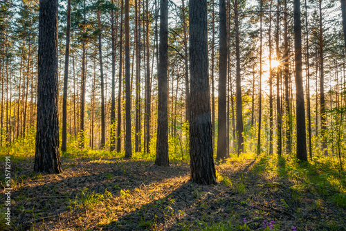 sunset in the forest