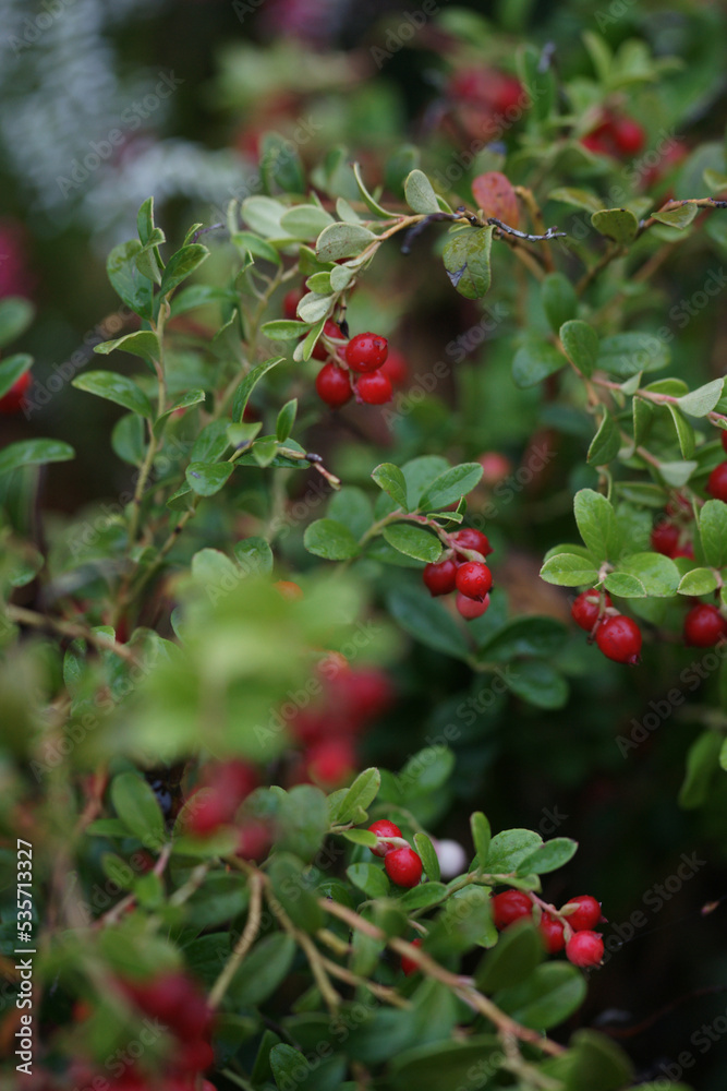 Cranberry bush, many red berries