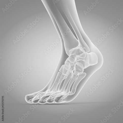 3d rendered medically accurate illustration of the bones of the foot