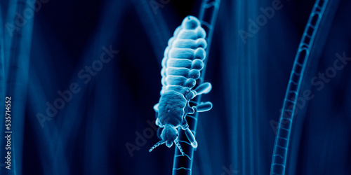 3d rendered illustration of a head louse, sem style