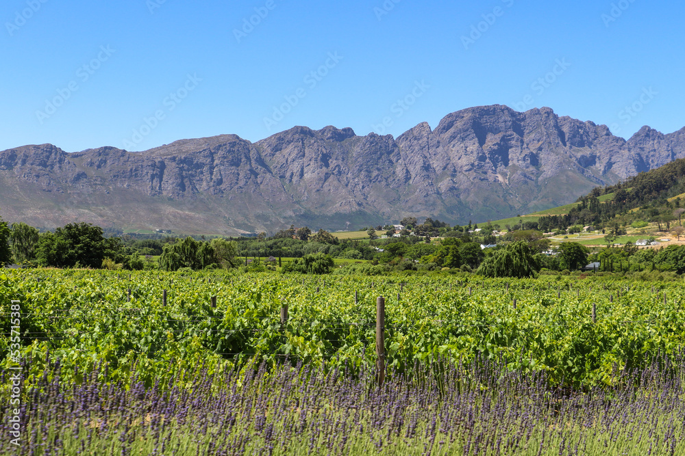 vineyard in Franschhoek, South Africa, with majestic mountains in the backdrop