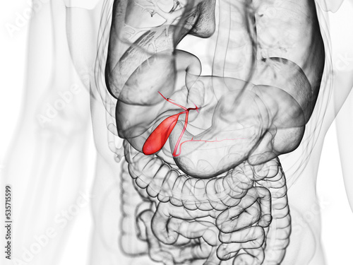 3d rendered medically accurate illustration of the gallbladder