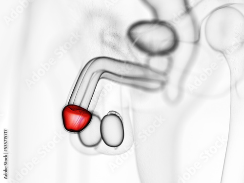 3d rendered medically accurate illustration of the glans penis photo