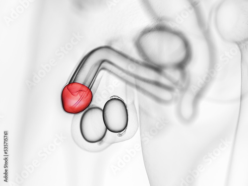 3d rendered medically accurate illustration of the glans penis photo