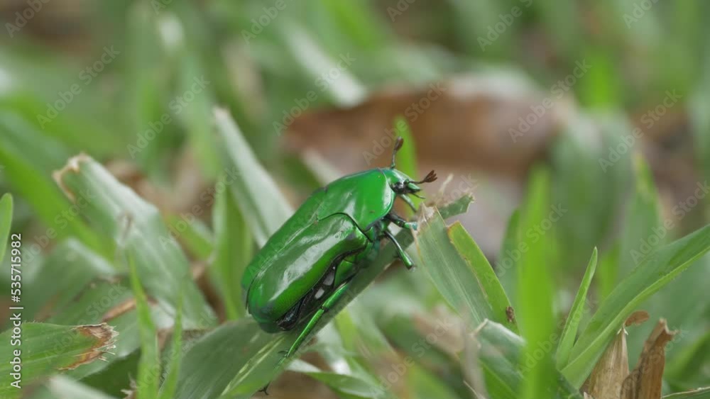 Australian Green Beetle Resting On The Grass In The Forest. - closeup Australian Green Beetle Resting On The Grass In The Forest. - closeup
