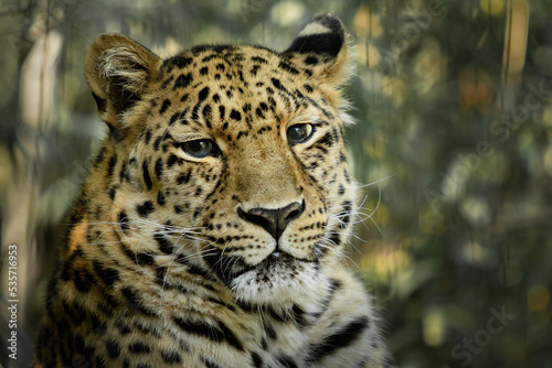 Closeup of leopard head looking at the camera