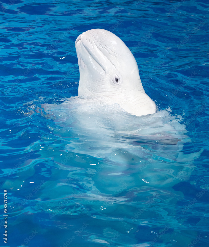 Naklejka premium Portrait of a white dolphin swims in the pool.