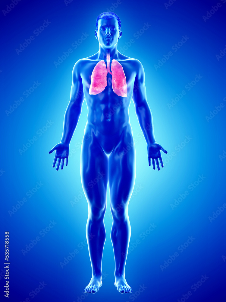 3d rendered medically accurate illustration of a mans stomach 3d rendered medically accurate illustration of a mans stomach