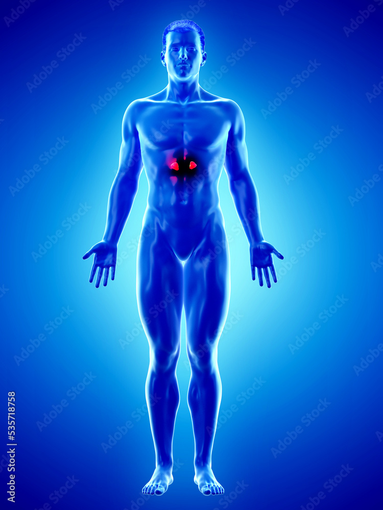 3d rendered medically accurate illustration of a mans adrenal glands 3d rendered medically accurate illustration of a mans adrenal glands