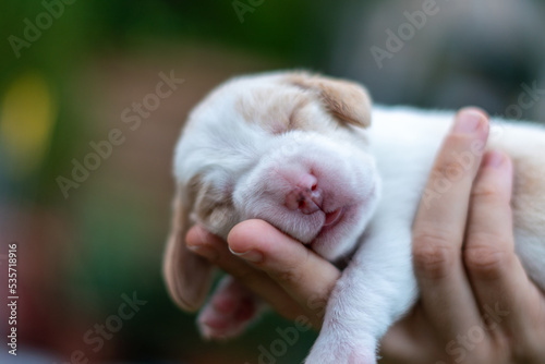 beautiful portrait of a baby beagle a little over a week old sleeping on the palm of a woman's hand © Vicente