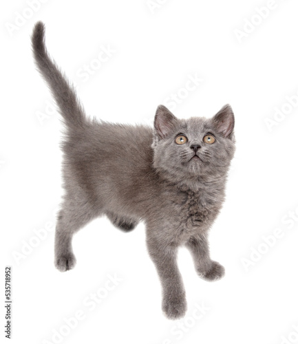 Portrait of a gray kitten isolated on a white background.